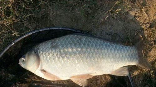 天一热,打窝后常无鱼咬钩,老钓友告诉你3个原因,记好只说一次