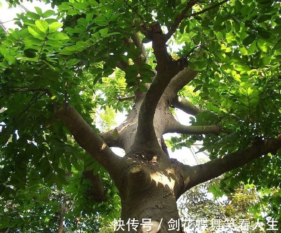 植物各部分名称图片 植物各部分名称图片