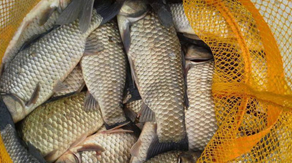 五款自制饵料配方,鲫鱼疯狂着迷,杂鱼不沾,盛夏野钓大板鲫必备