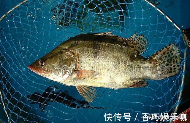 鳜鱼|夏天买鱼，懂行人专挑这5种鱼，肉厚刺少营养高，家人爱吃贵也值
