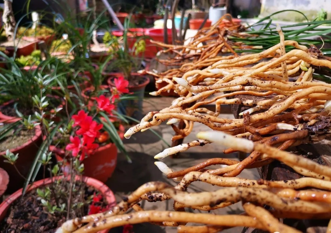 芦头|兰花易得茎腐病，和植料粗细有关？兰友：真正的原因只有3条