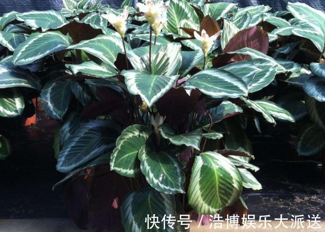 植物|房间里养什么花来几盆竹芋,新颖叶片大