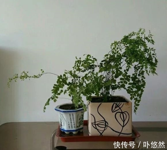 天生“体阴”的6种花，晒太阳易黄叶，阴一点反而长得绿油油！