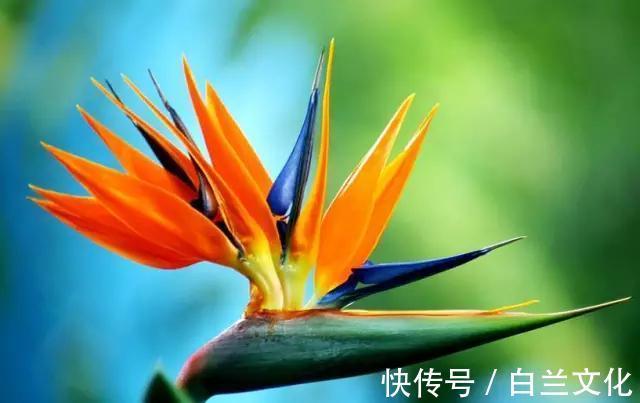 养花知识叫兰不是兰,花却美成仙,看看你家有几盆