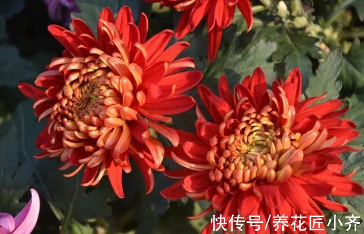 彼岸花|5种漂亮花“不吉利”，讲究人都不敢养，其实你可以从别的角度看