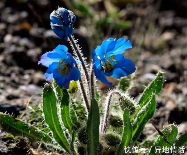 1种花，比“天山雪莲”还珍贵，遇见就是幸运