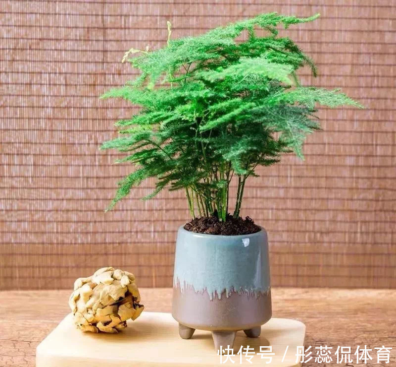 5种“漂亮花”，客厅养最合适，缺少光照，一样枝繁叶茂