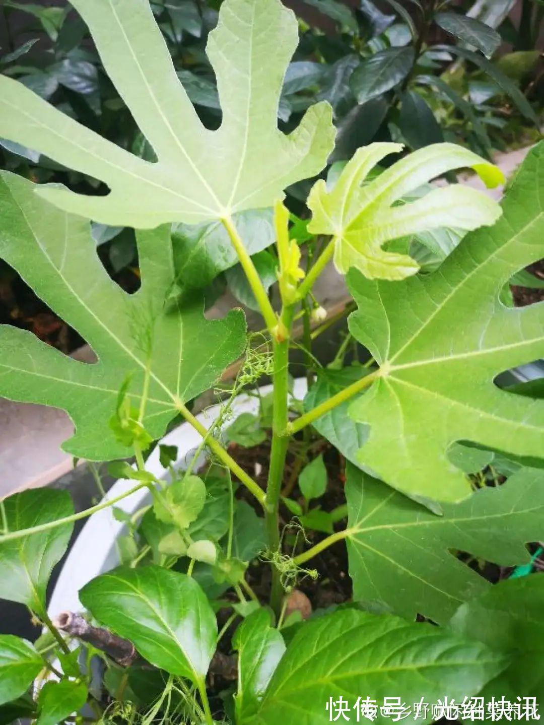 大粗杆插土里,7天生根,当年结果压弯枝,不用买水果了!