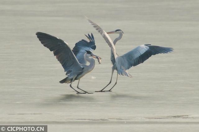 山东青岛：鹭“舞”冰面间