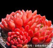 出状态|养了2年的多肉红宝石,一盆全是红艳叶子,人人见了都夸美!