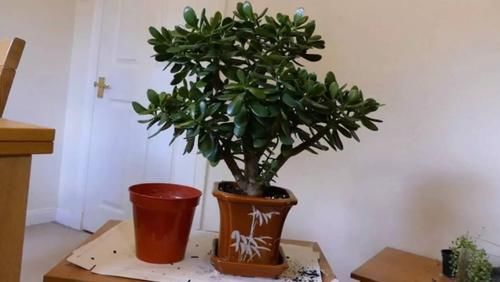 【值得收藏】集合常见的养花问题，帮分析病因、解决方法