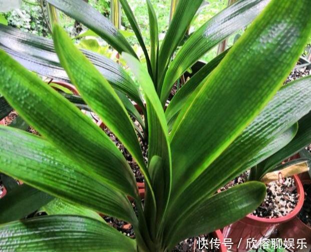 春夏秋冬|春夏秋冬,君子兰施肥要“恰到好处”,叶片肥绿,开花多不夹箭