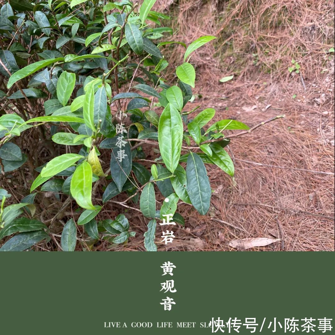 黄观音|老树黄观音，优雅花香包在稠滑茶汤里，既重香又重水的完美之作