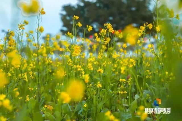 太养眼！茶花廊道、波斯菊花海、勒杜鹃廊道…海天公园上新啦