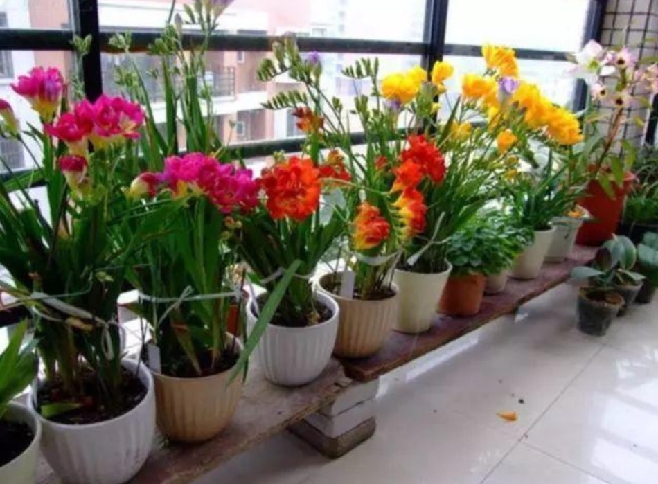 你见过“香鸢尾”花吗漂亮又好养,比兰花美10倍,人人都喜欢!