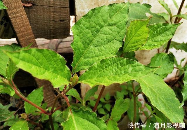 农村一种长得像苋菜的野草,吃了力大如牛,能养肝肾、强筋骨