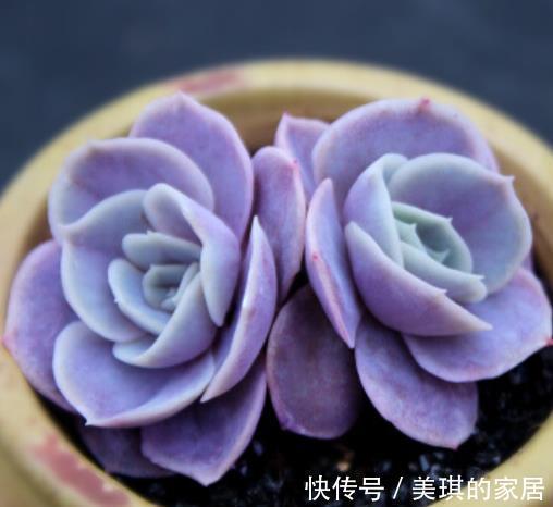 蓝色|多肉蓝色惊喜和菲欧娜,老花匠更推荐后者,来看看为什么?