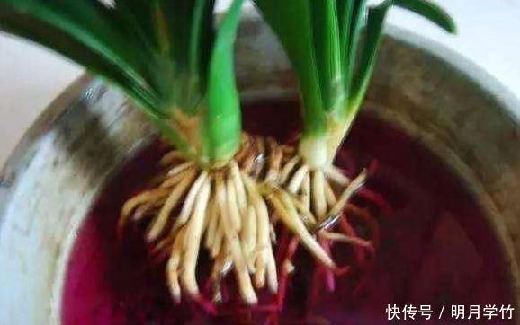 小窍门|用这2种“肥水”养花,比淘米水食醋水靠谱的多,养啥花都“旺”