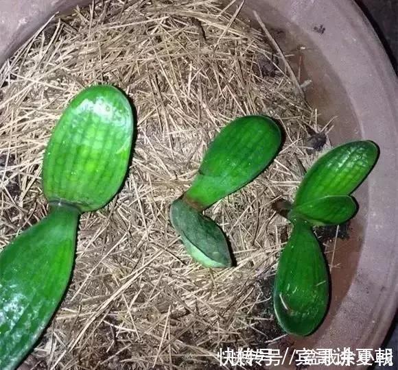 营养|盆里灌点饮料，盆土疏松有营养，10年不用换土花也长得旺