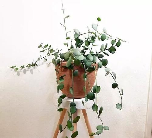 钱串景天|5种长相稀奇的多肉，养小花盆里照旧开花，可养很多年