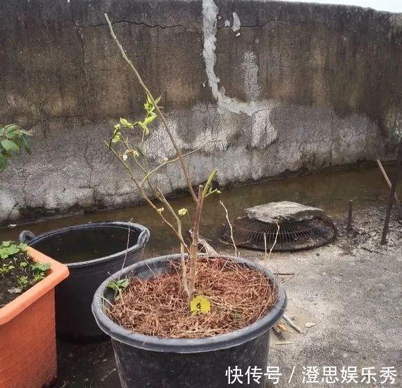 夏天吃水果,“留个籽”撒盆里,10天发芽变盆栽,养好摘果1篮子