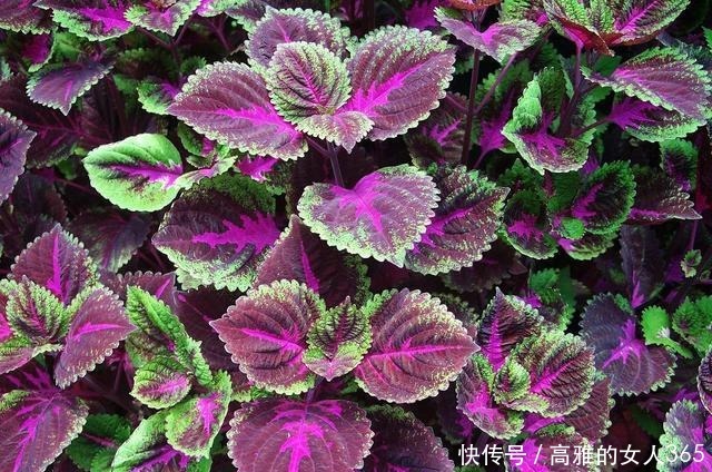 50种植物花语,不要再傻傻送错花了