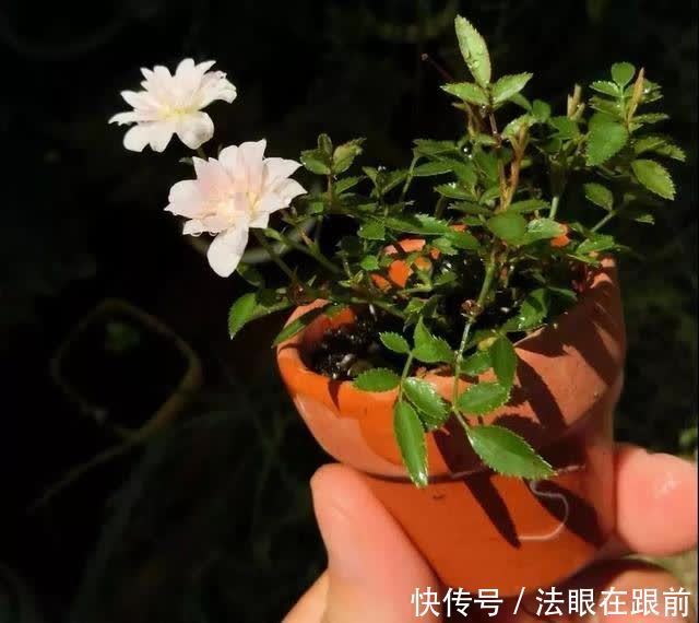 阳台上|1种“超微”月季,1个杯子养出来,植株虽小开花多,好养好看