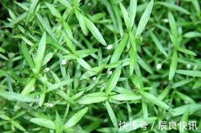 奇效|癌症最怕的3种野菜,营养健康,预防癌症有奇效,大家不妨了解下