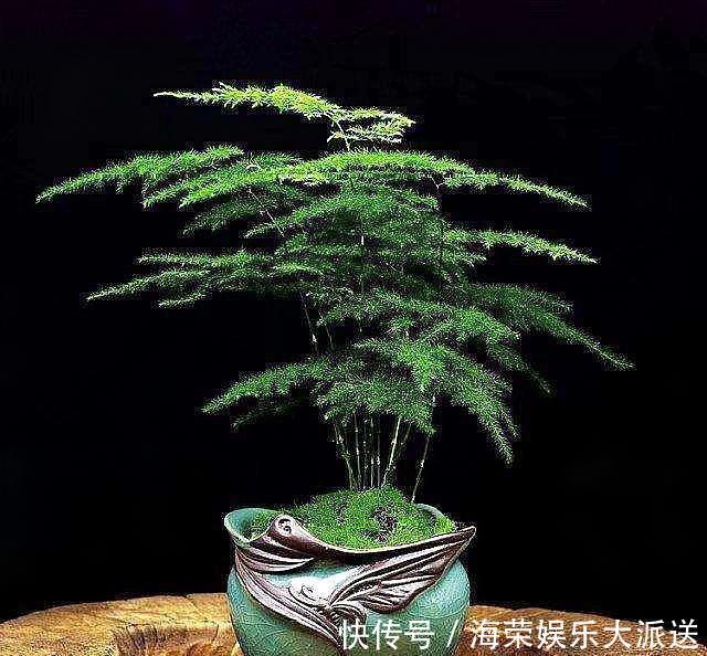 文竹|想养好文竹,“2种”配土方法教给你,不黄叶,根系壮,开花容易