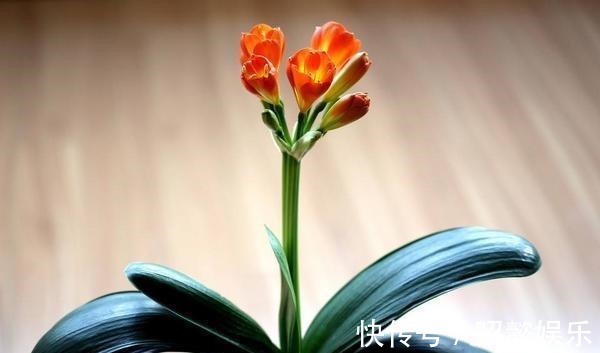 “熟芝麻”,把君子兰养坏了,开了3朵花,叶子变成连外颜色了。