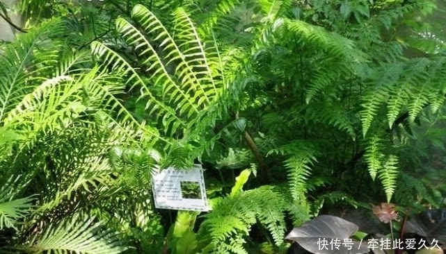 清热解毒|深山里才有的“观音坐莲”有清热解毒的功效,现如今一斤50元