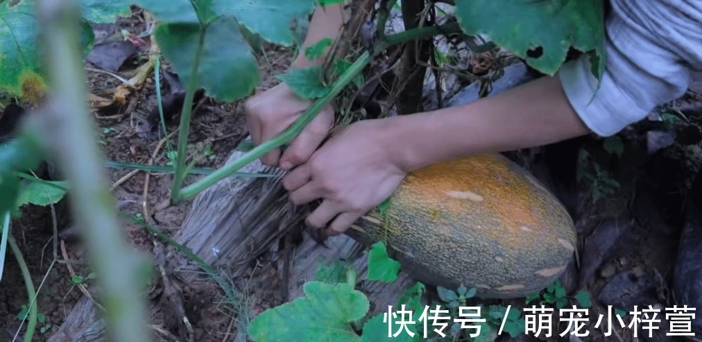 毛豆|李子柒晒秋收家宴，吸引三千万人观看，满满一桌子的美味，太馋人