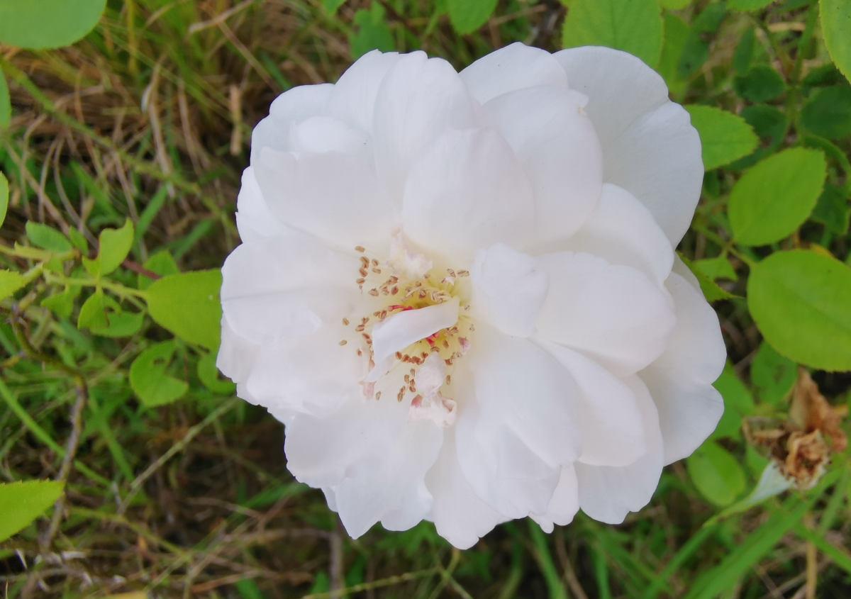 花朵|5种花都说不吉利，我却养了一大盆，每年开花都美翻了