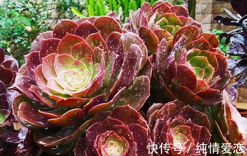 法师|多肉法师老桩适合放在什么地方养?当然是通风好又宽敞的环境中了