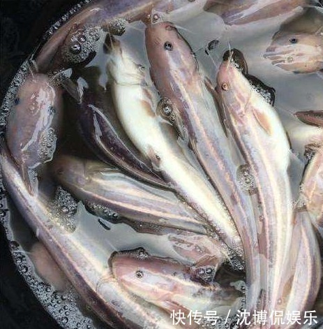 维过年吃鱼,专买这3种鱼,全是野生的,肉多刺少营养足,放心吃!