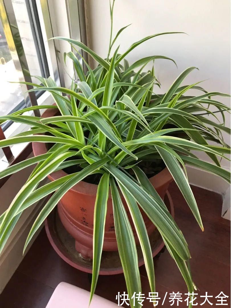 3月是给花剃头的好时机，现在狠心剪，下月就开花