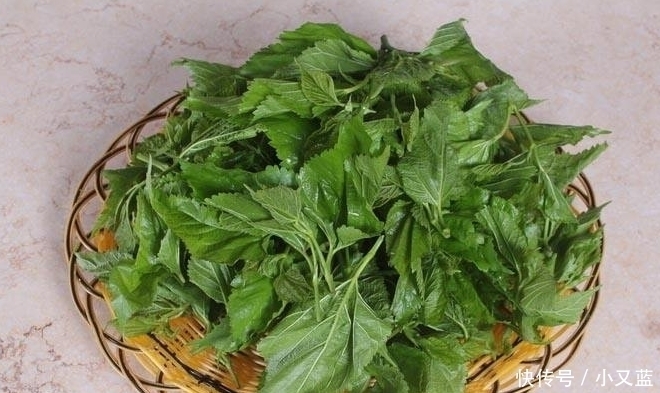 白发不要染,洗头水里放点“它”,坚持一个月,白发慢慢变黑发