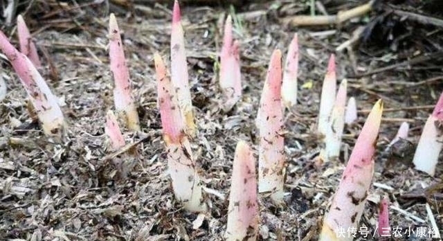 这种野菜以前没人要，现在野生的越来越少，成稀罕货，你见过吗？