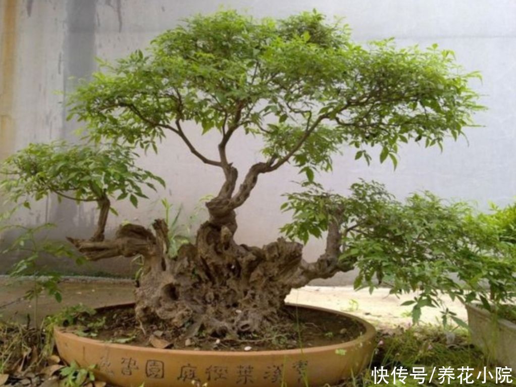 栽植|野外2种“疙瘩树”，苍劲古朴，枝叶清秀，适合做盆景