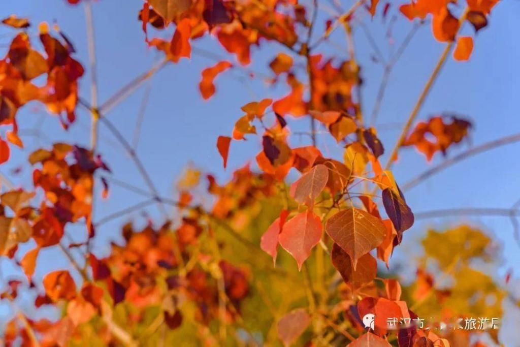 上图片取景|武汉冬景，才不是你想的那样！