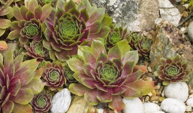 土壤|多肉法师的科普,及如何种植好的几点常识