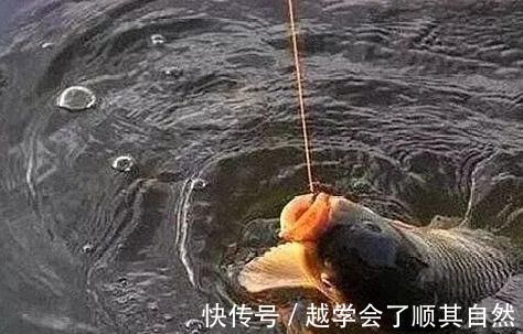 大鱼|夜钓鲤鱼,真的不用吹,这套钓法最管用,大鲤鱼接连入护