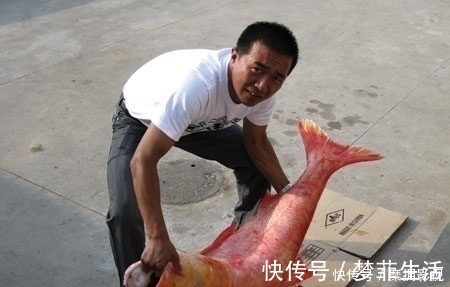 钓组|放长线沉底钓的装备和钓组结构,爱钓大鱼的你别错过