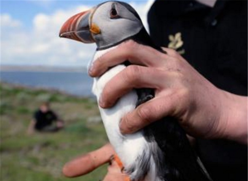 民族|比中国人还能吃的民族,连国宝都不放过,一天一头吃不过瘾