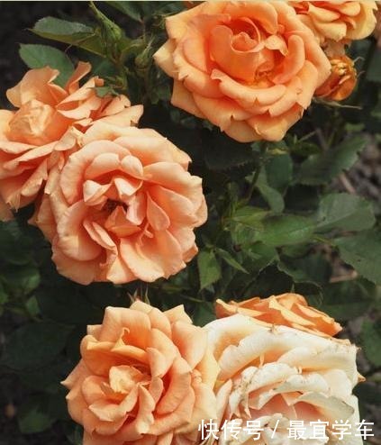 25款庭院月季推荐。助你打造五彩缤纷的庭院,丰花好养还能盆栽