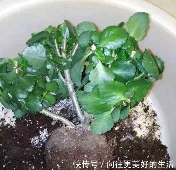 给“3种花”换盆，一定不能浇“定根水”，否则烂根多，容易死亡！