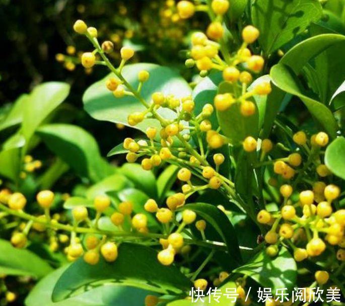 米兰花米兰花|家里就养4种花，耐旱又耐晒，花开就爆盆，一年四季都赏花