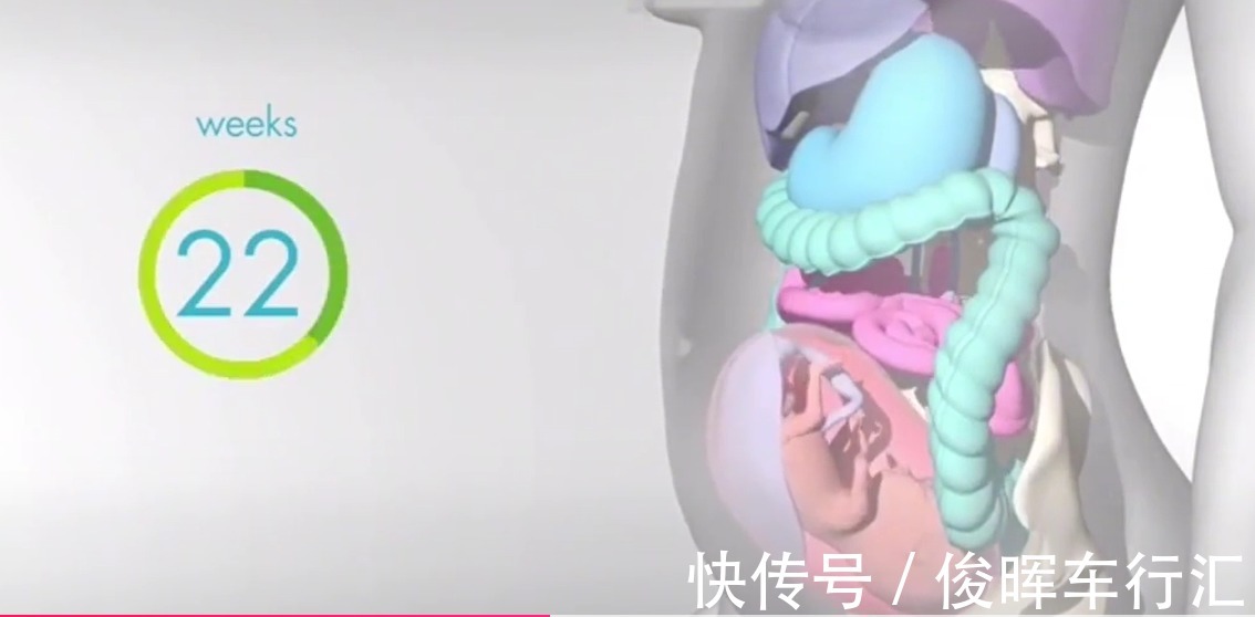 胎宝|怀孕之后,胎儿把妈妈的内脏挤到哪去了?十张高清图带你了解