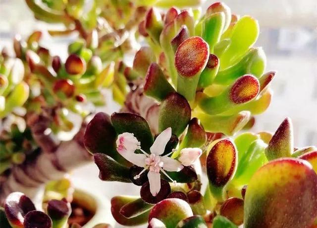 1种“玉树”大家都叫“吸财树”，叶子好看，一到秋天就“上色”