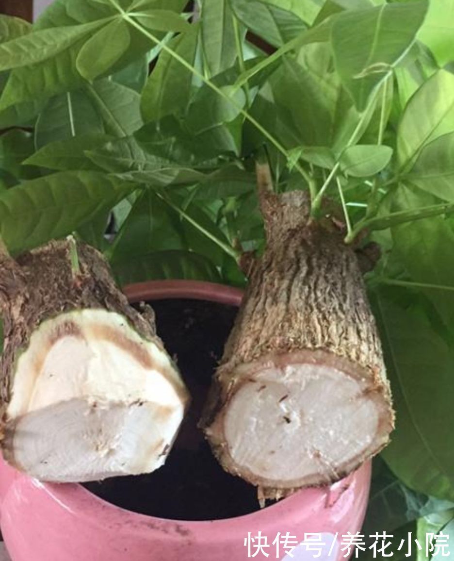 栽培|发财树出现烂根,只需简单“3个步骤”,就能让它再次长出新根